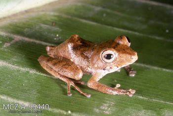 Media type: image;   Herpetology A-95440 Description: Photo of animal in life, taken in the field by Dr. Kenneth Ichiro Miyata. A slide of the photo was scanned in 2012 by Melissa Wooley.;  Aspect: lateral